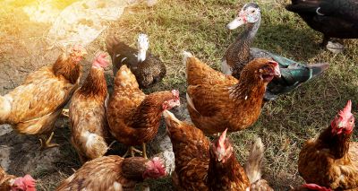 UK declares Avian Influenza Prevention Zone